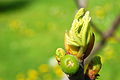 Bud of Ficus carica