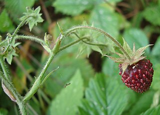 <span class="mw-page-title-main">Musk strawberry</span> Species of fruit and plant