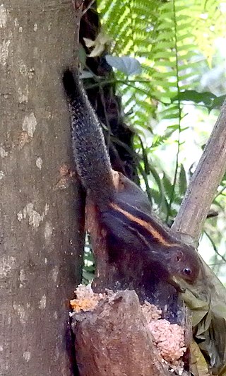 <span class="mw-page-title-main">Layard's palm squirrel</span> Species of rodent