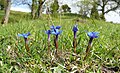 Gentiana verna Germany - Frankenhöhe