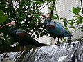 Southern Bald Ibis (Geronticus calvus)