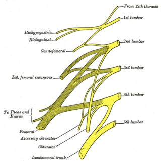 <span class="mw-page-title-main">Lumbar nerves</span> Spinal nerves emerging from the lumbar vertebrae