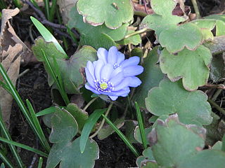 <i>Hepatica transsilvanica</i> Species of plant in the genus Hepatica