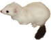 L'ermine