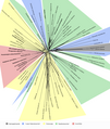 March 14: Phylogenetic tree for Heterobranchia