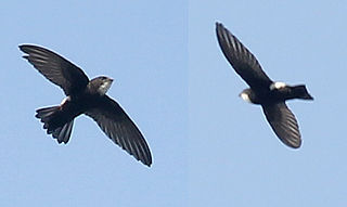 <span class="mw-page-title-main">House swift</span> Species of bird