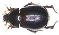 Hybosorus roei