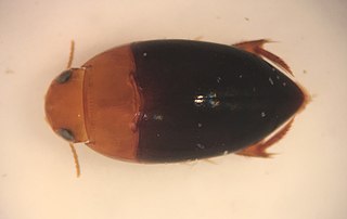 <i>Hydrocanthus</i> Genus of beetles