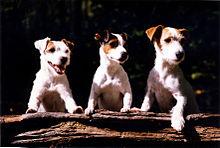 Jack Russell terriers come in a variety of coat types, and with a range of markings JackRussells.jpg