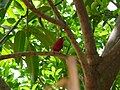 Senegalamarant Red-billed Firefinch male