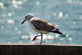 English: Pallas's Gull Ichthyaetus ichthyaetus (cat.)