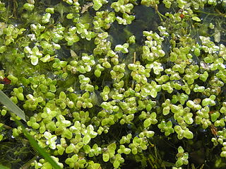 <i>Lemna turionifera</i> Species of flowering plant in the family Araceae