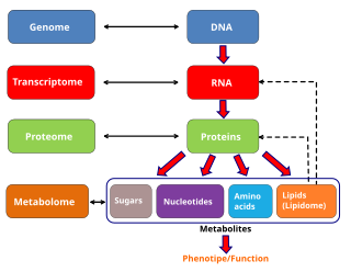 <span class="mw-page-title-main">Metabolome</span>