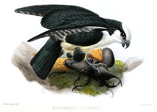 <span class="mw-page-title-main">White-fronted falconet</span> Species of bird