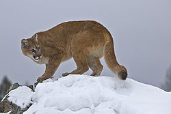 Puma, Montana, SAD