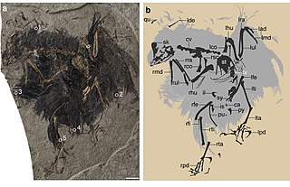 <i>Cruralispennia</i> Extinct genus of birds