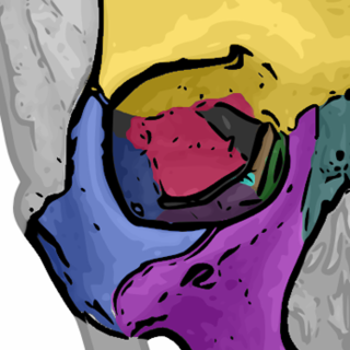 <span class="mw-page-title-main">Ethmoid bone</span> Bone of the facial skeleton