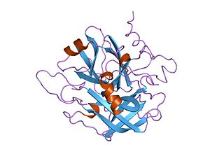 <span class="mw-page-title-main">Coagulation factor II receptor</span> Mammalian protein found in humans