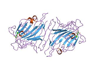 <span class="mw-page-title-main">Leguminous lectin family</span>