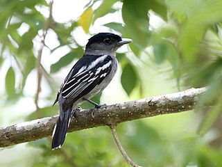 <span class="mw-page-title-main">White-winged becard</span> Species of bird