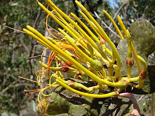 <i>Psittacanthus</i> Genus of parasitic flowering plants in the family Loranthaceae