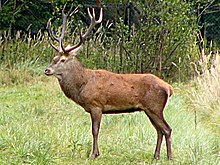 A male deer