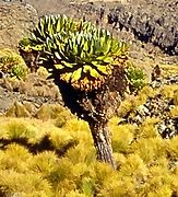 Senecio keniodendron