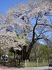 御母衣ダムの水没から免れた荘川桜（岐阜県）。