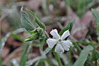 Silene latifolia