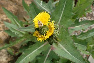 <i>Sonchus kirkii</i> Herb in the Asteraceae family