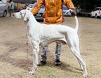 The Raajapalayam Dog.jpg