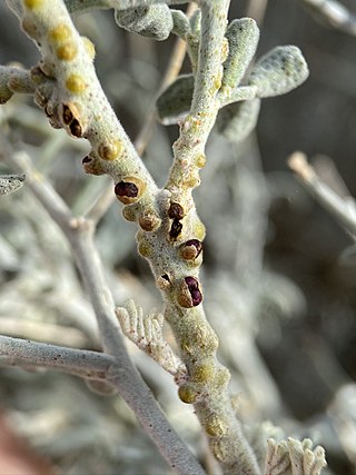 <i>Pilostyles thurberi</i> Species of flowering plant