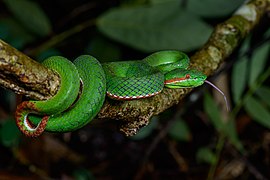 Trimeresurus gumprechti (male)