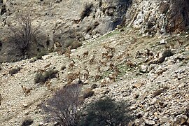 Wild Goat Herd, Zagros, Behbahan