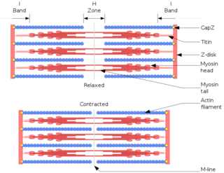 <span class="mw-page-title-main">Isotropic bands</span> Lighter bands of skeletal muscle