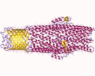 <span class="mw-page-title-main">Efflux pump</span> Protein complexes that move compounds, generally toxic, out of bacterial cells