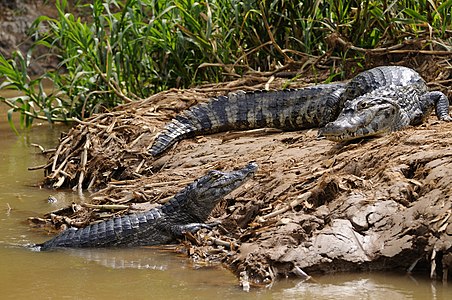 Caiman yacare