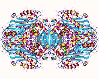 S-adenosylmethionine synthetase enzyme