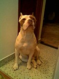 Thumbnail for File:A sitting Red Nose American Pit Bull Terrier dog with cropped ears.jpeg