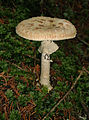 Amanita citrina