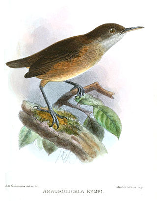 <i>Macrosphenus</i> Genus of birds