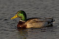 * Nomination Male mallard --Thermos 11:11, 3 November 2007 (UTC)-- * Promotion a bit dark, but the sharpness and details of the head certainly warrant a QI seal. Lycaon 14:10, 5 November 2007 (UTC)  Comment I thought it could be brighter too so I tweaked it to see if it could be improved. See here:. - Relic38 23:20, 5 November 2007 (UTC)