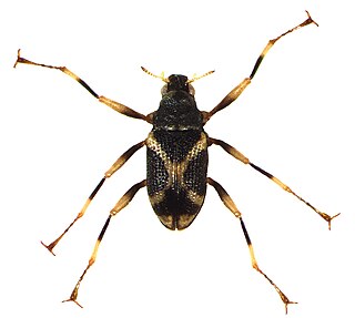 <i>Ancyronyx</i> Genus of beetles