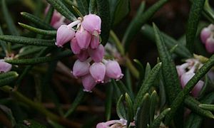 Andromeda polifolia