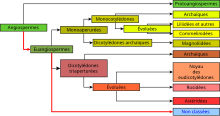 "Représentation graphique de la classification phylogénétique"