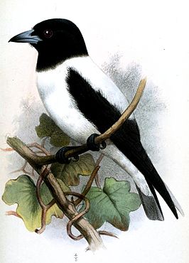 Bismarckspitsvogel