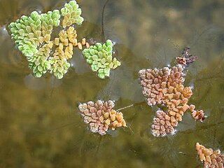 <i>Azolla pinnata</i> Species of aquatic plant