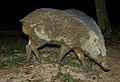 Sus scrofa vittatus