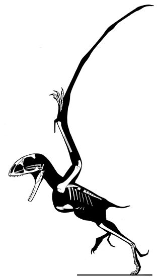 <i>Batrachognathus</i> Genus of anurognathid pterosaur