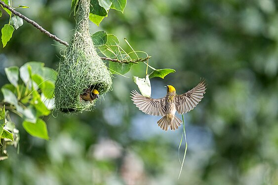 Baya weaver Nepal Photograph: Dasrath Shrestha Beejukchhen (Bablu)